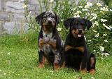 BEAUCERON - PUPPIES 321